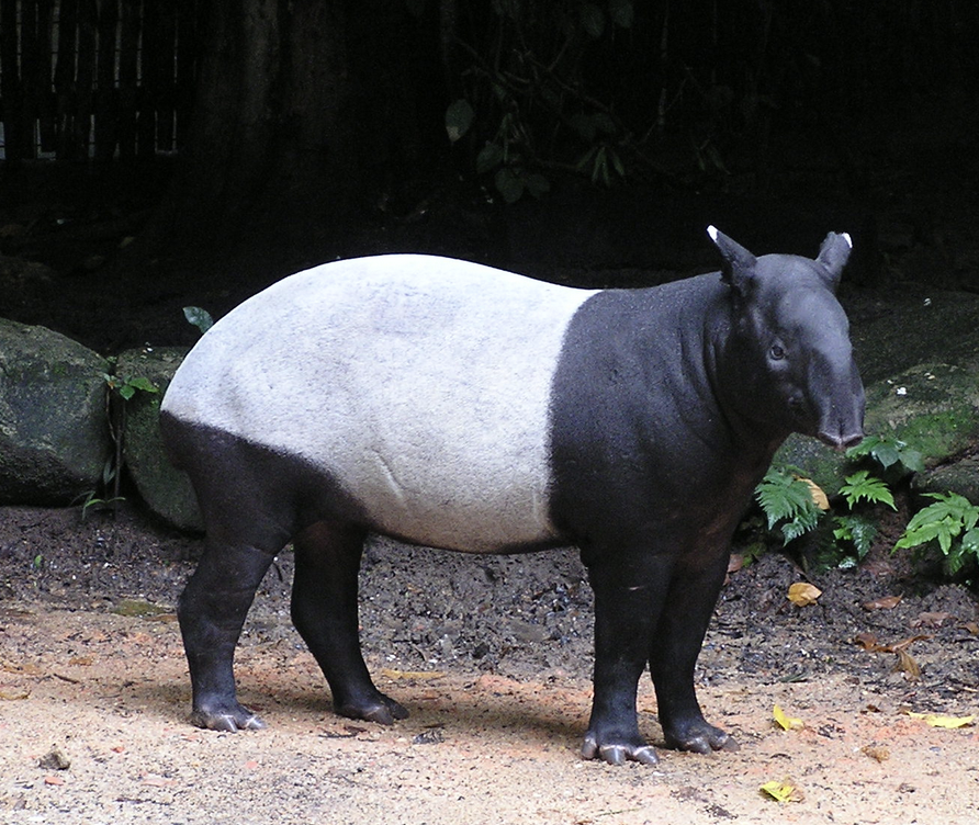 Tapir Detector